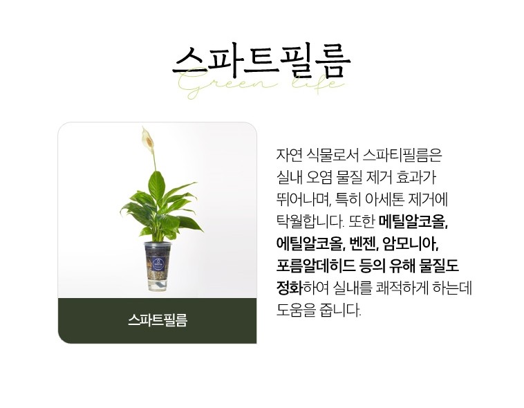 [경성꽃집] 크리스마스 선물용 식물 화분 세트, 포인세티아 & 스파트필름 상세 이미지 6