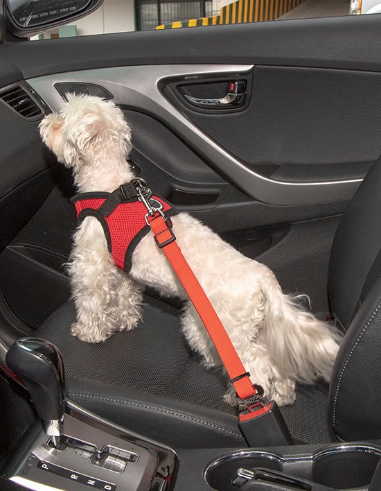 [퍼피아] 심플 차량용 리드 4종(택1)