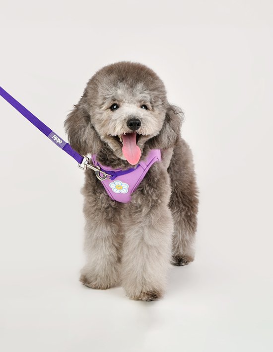 [올치] 앞섬 방지 하네스 B 2종(택1)