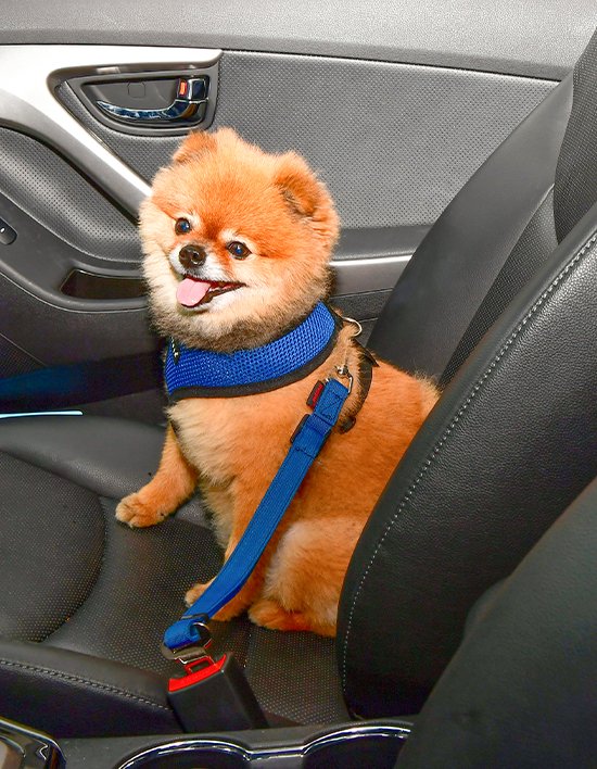 [퍼피아] 심플 차량용 리드 4종(택1)