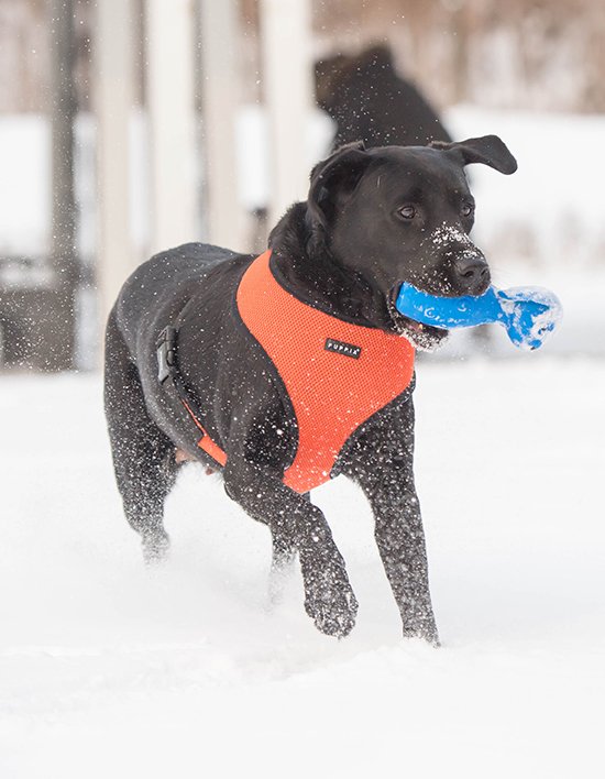 [퍼피아] 소프트 베스트 하네스 A  15종(택1)