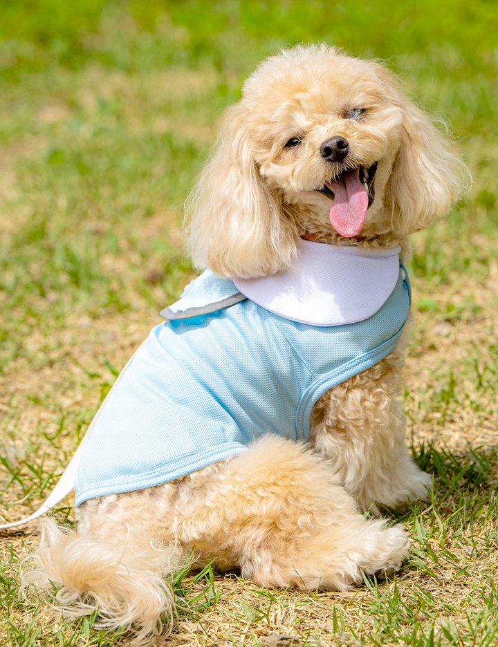 [펫트리움] 쏘쿨 강아지 여름 쿨조끼 5종 (택1)