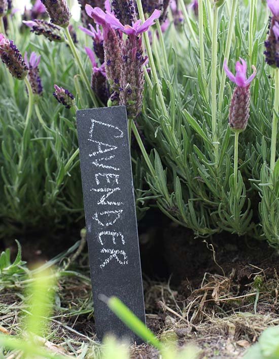 [세븐가드너스] 슬레이트 플랜트 네임픽 2종 (택1)