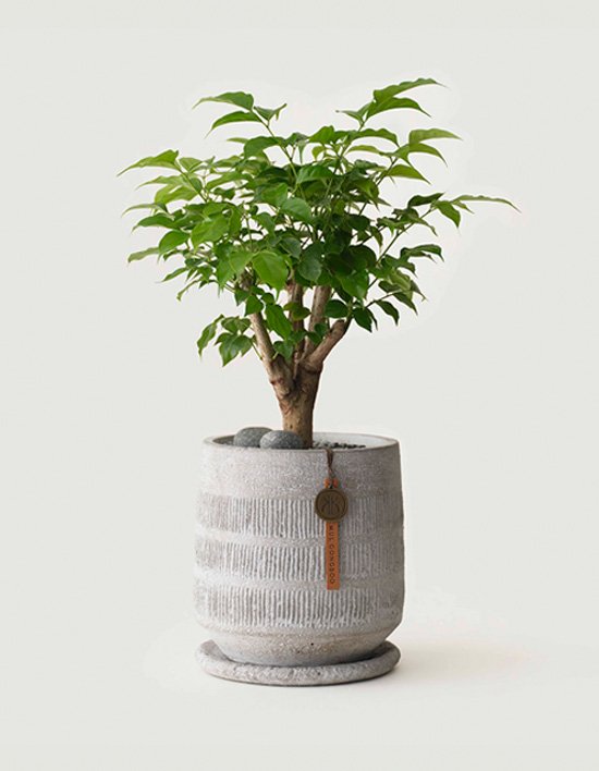 [조선호텔 격물공부] 녹보수 (퀵배송)