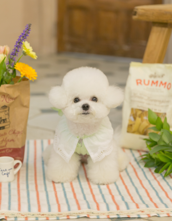 [댕그르르] 스왈로브스키 케이프 티셔츠 강아지 원피스 - 그린 4종 (택1)