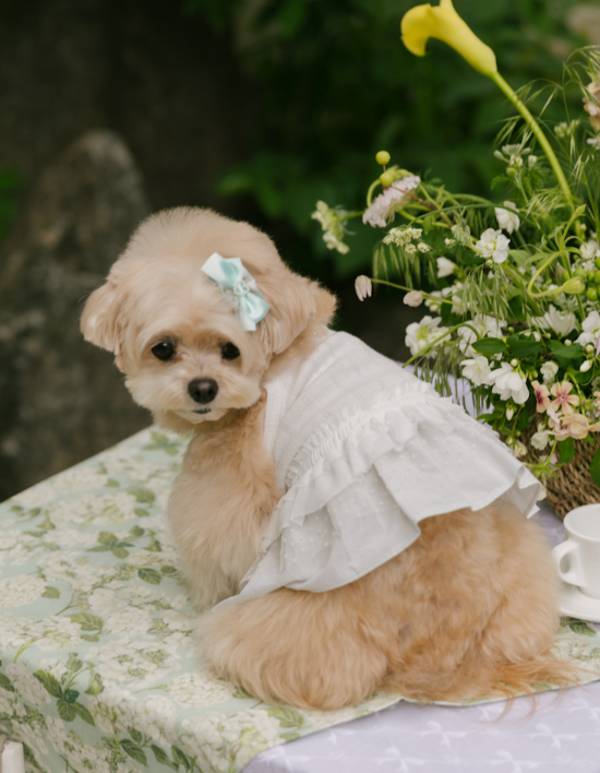 [하즈펫] 페어리 블룸드레스 마몬디 화이트