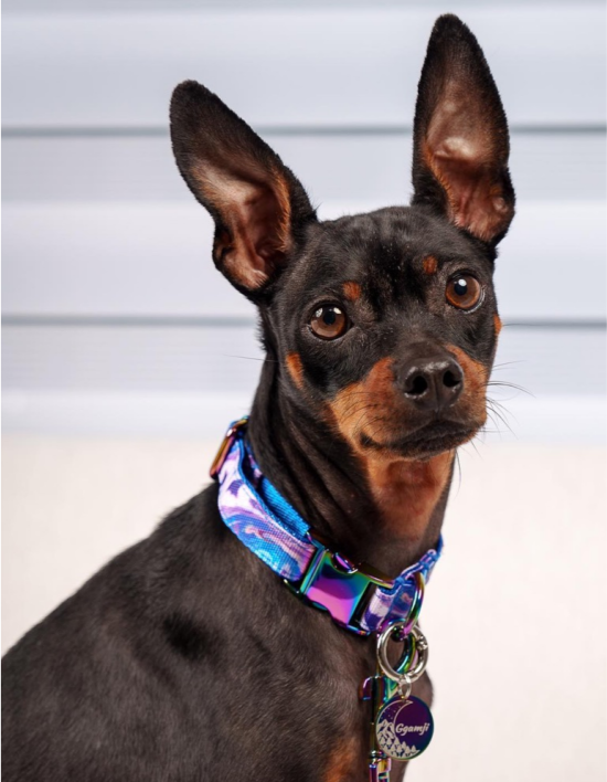 [하즈펫] 프리미엄 클래식 클레오펫트라 목줄 5종 택1