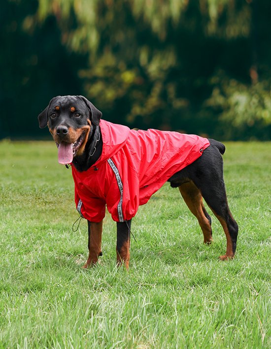 [퍼피아] 베이스 점퍼 5종(택1)