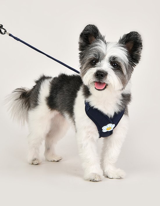 [올치] X형 플라워 하네스 2종(택1)