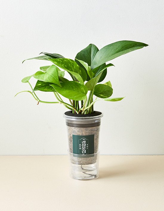 [경성꽃집] 스킨답서스