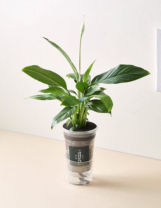 [경성꽃집] 스파트필름