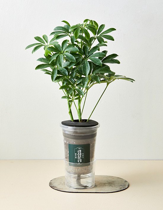 상품-대표-이미지 1