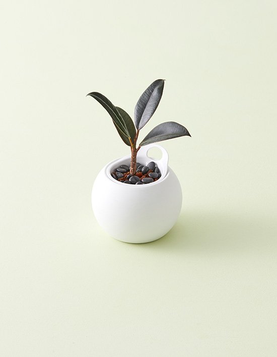 [메이크정글] 도자기 수경화분 포티팟 고무나무